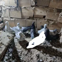 تعدادی کبوتر ماه بدرد بخور عتیقه