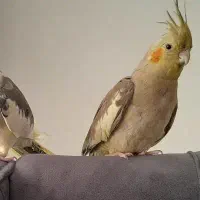 عروس هلندی ماده کاملا دستی