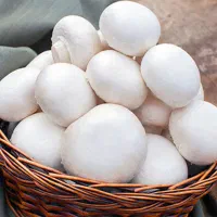 قارچ  دکمه ای