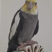 عروس|پرنده|مشهد, سپاد|دیوار