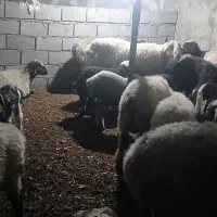 میش بره فروشی|حیوانات مزرعه|مهریز, |دیوار