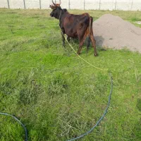 گاو محلی شیری با گوساله ماده سیمنتال امپولی|حیوانات مزرعه|رشت, یخسازی|دیوار