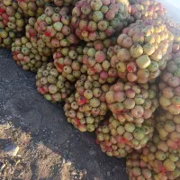 تحویل سیب درجه ۲