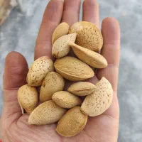 گردو و بادام