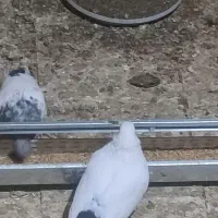 سینه ای|پرنده|رزن, |دیوار