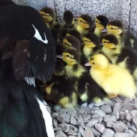 جوجه اردک اسرائیلی سالم و سرحال