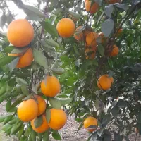 پرتقال تامسون و خونی ۱۰ تن درجه ۱|خوردنی و آشامیدنی|ساری, |دیوار