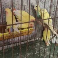چهار عدد کوتوله برزیلی|پرنده|شیراز, حومه شیراز|دیوار