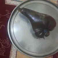 هیزه نو وسالم