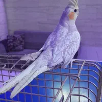 عروس هلندی خوشگل|پرنده|رباط‌کریم, نصیرشهر|دیوار