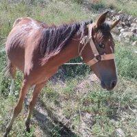 اسب|اسب و تجهیزات اسبسواری|نیشابور, بار|دیوار