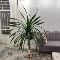 گل پاندانوس با گلدان