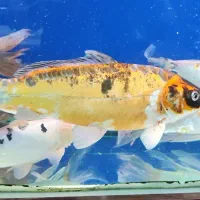 ماهی کوی ۵۰ سانتی|ماهی|تهران, مجیدیه|دیوار