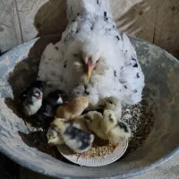 ۱۲عددغازبالق ۱۴عددبقلمون بالق قیمت دونه ۱ملیون ت