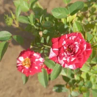 تولید کننده انواع رز هلندی و ساناز|گل و گیاه طبیعی|شریفآباد, |دیوار