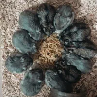 همستر کمپل کوچولو موچول|موش و خرگوش|لنجان, |دیوار