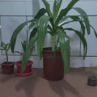 گل اشک ملکه