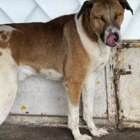 واگذاری سگ نگهبان|سگ|رشت, گلسار|دیوار