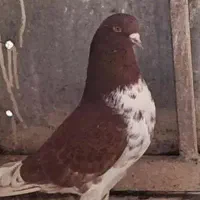 گرگی نر باخت رفته