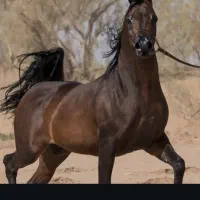 اموزش سوارکاری ویژه (آقایان و بانوان)