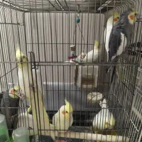 عروس هلندی|پرنده|مشهد, رستگار|دیوار