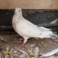 کبوتر