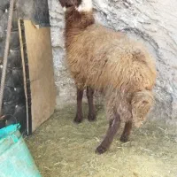 یک عدد توخلی نر درشت افشار برای توخملوخ|حیوانات مزرعه|بازرگان, |دیوار