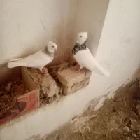 کبوتر طوقی|پرنده|سنقر, |دیوار