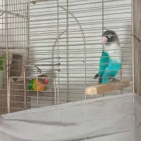 طوطی برزیلی