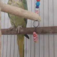 طوطی ملنگو|پرنده|نقده, |دیوار