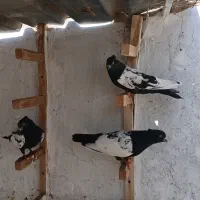 کفتر یا کبوتر|پرنده|شیراز, شاپورجان|دیوار