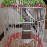 طوطی عروس هلندی|پرنده|محمدیه-قزوین, |دیوار