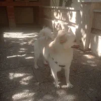 سگ پا کوتاه مهاوضه با پرنده|سگ|فردیس, سرحد آباد|دیوار