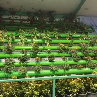 گلخانه هیدروپونیک