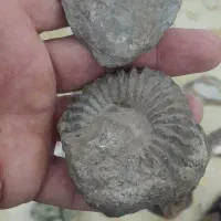 سنگ کلکسیونی ،گوهر سنگ وفسیل