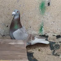 نرماده‌پلاکی