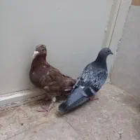 کفتر گرفتنی