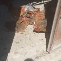 مرغ وخروس