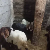 فروش 1 بزغاله نر دامازدغ 2 ماده|حیوانات مزرعه|اردبیل, |دیوار