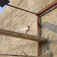 کبوتر طوقی|پرنده|سرپل ذهاب, |دیوار