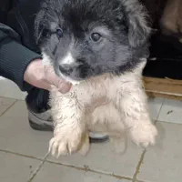 توله شیتزو|سگ|تهران, نازی‌آباد|دیوار