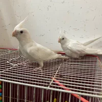 عروس هلندی آلبینو|پرنده|شیروان (خراسان), |دیوار