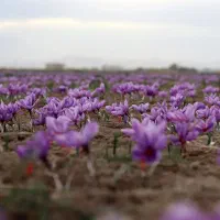 گل چینی زعفران