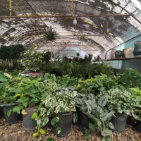 طرح تعویض کتاب وبرگه باطله با گل و گلدان|گل و گیاه طبیعی|اهواز, بعثت|دیوار