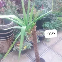 گلهای زیبا|گل و گیاه طبیعی|ارومیه, |دیوار