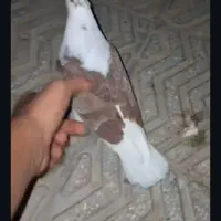 کبوتر در رفته|حیوانات|سمنان, |دیوار