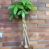 گیاه ثروت ساز بامبو ، پاچیرا در اهواز