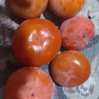 خرمالوی درجه یک|خوردنی و آشامیدنی|قم, شاه سید علی|دیوار