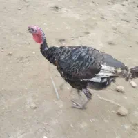 بوقلمون برنز سینه پهن انگلیس فروشی