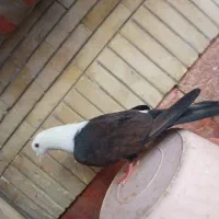 کفتر سار کفتر ابلغ کفتر طوقی کفتر ساده کفتر سبز